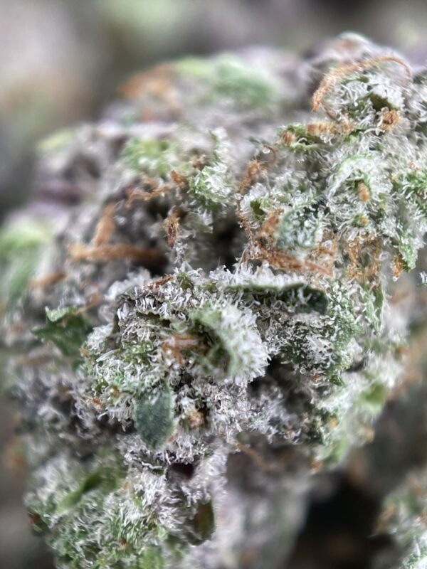 PLATINUM PINK - Image 2