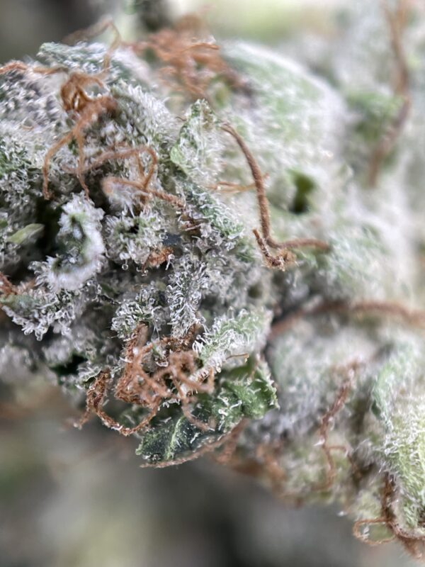 ALIEN BUBBA - Image 3