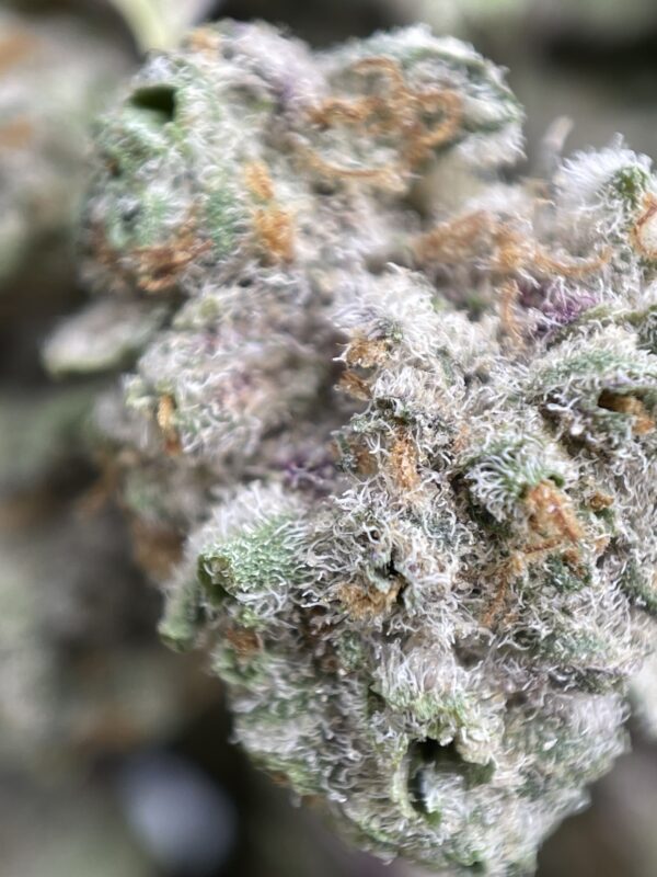 MAC 1 - Image 2