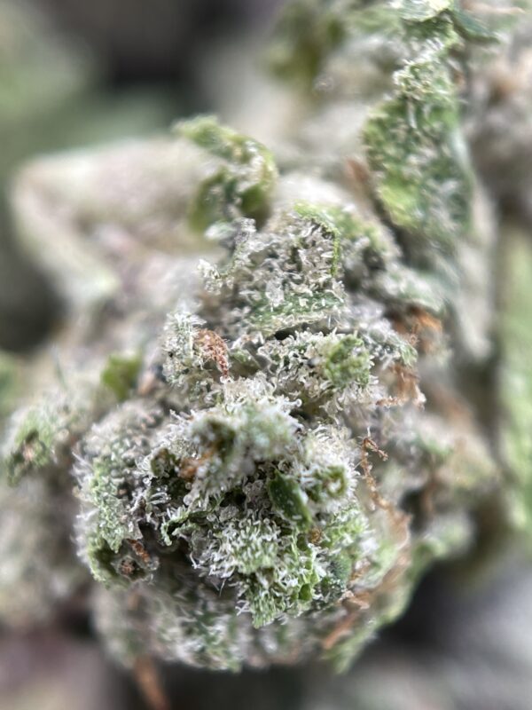 PURPLE CANDY - Image 3