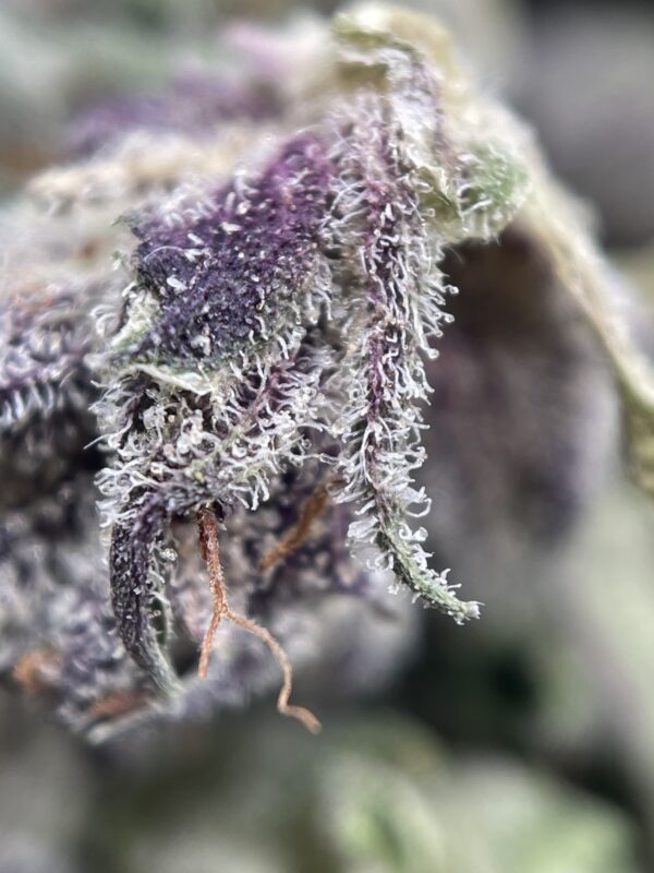 MASTER BUBBA - Image 2