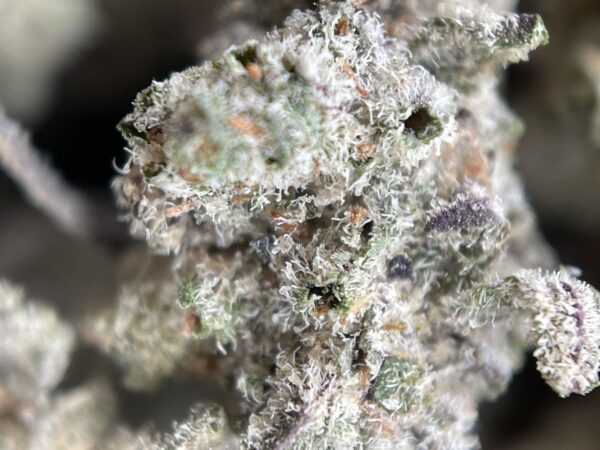 DONKEY BUTTER - Image 3