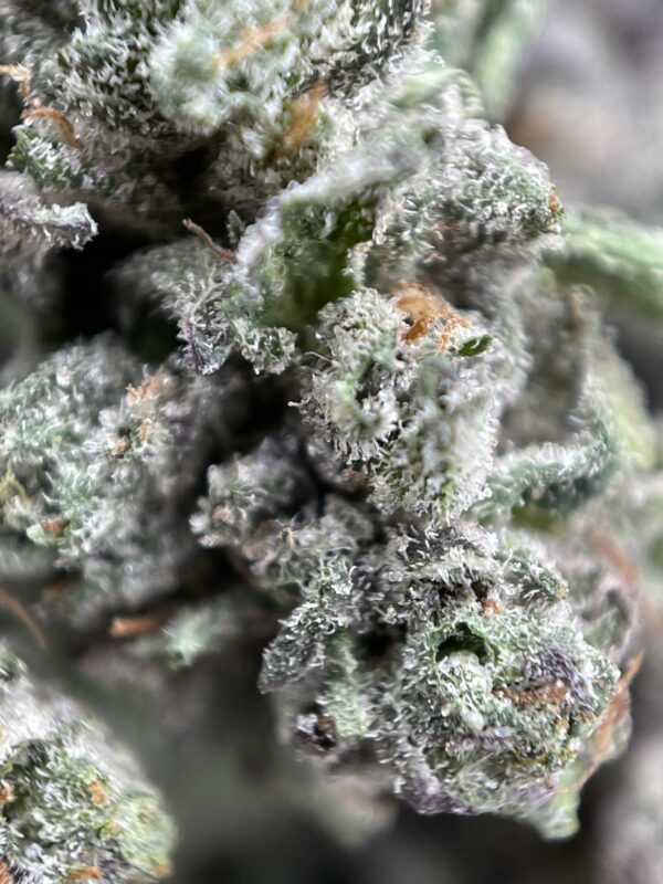 YODA OG - Image 3